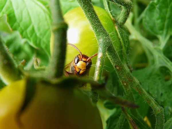 番茄屋的黄蜂 — 图库照片