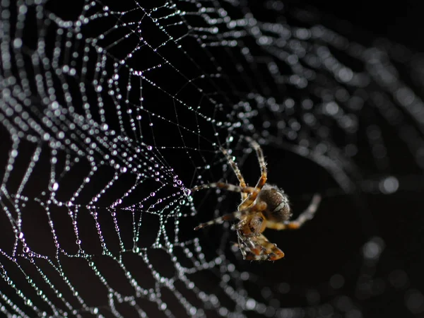 Insecto Araña Animal Espinoso — Foto de Stock