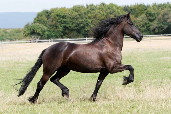 Paarden Overdag Buiten — Stockfoto