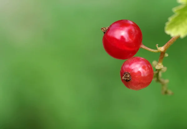 Groselha Vermelha Ribes Rubrum Grossulariaceae Vestes — Fotografia de Stock