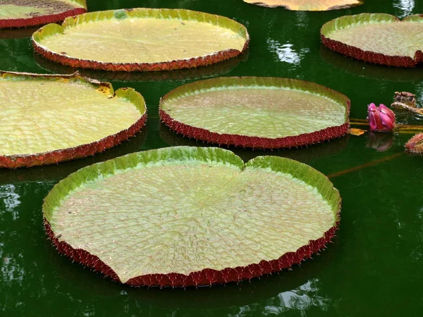 Close Uitzicht Mooie Waterlelie — Stockfoto