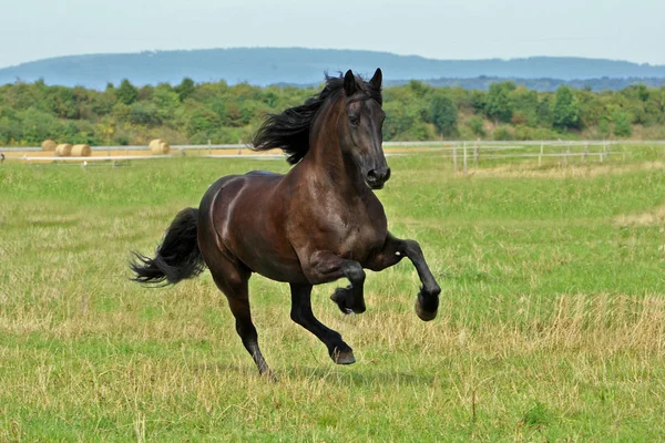 Bonito Cavalo Selvagem Natureza — Fotografia de Stock