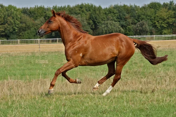 Paarden Overdag Buiten — Stockfoto