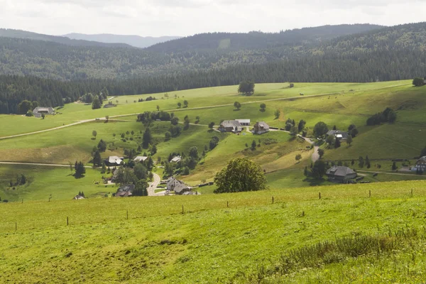 Flóra Divokého Lesa Dne — Stock fotografie