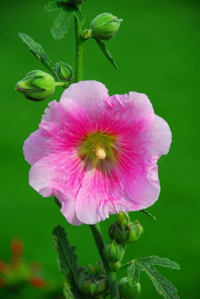 Vacker Botanisk Skott Naturliga Tapeter — Stockfoto