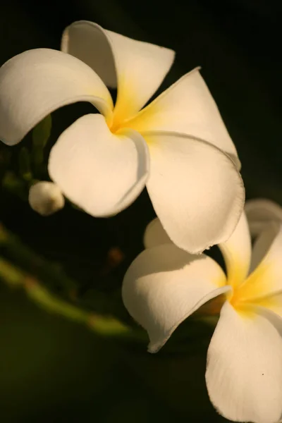Weiße Frangipani Plumeria Alba — Stockfoto