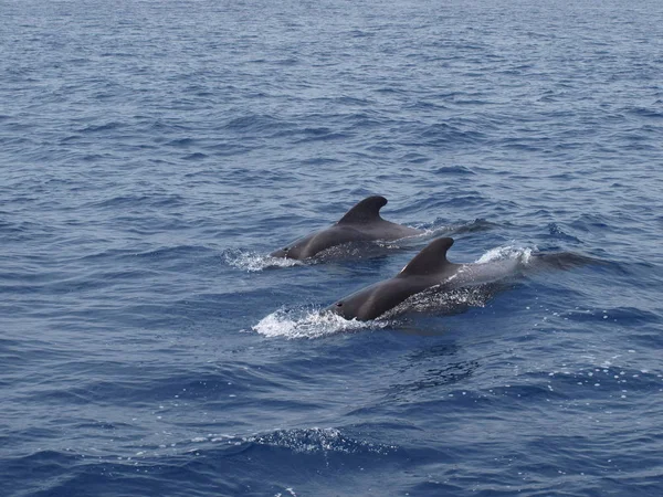 Pez Ballena Piloto Agua Naturaleza — Foto de Stock