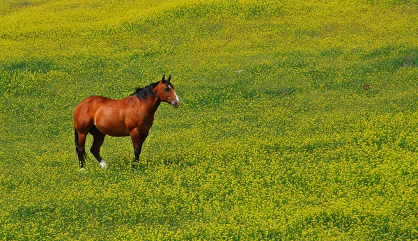 Koně Venku Dne — Stock fotografie