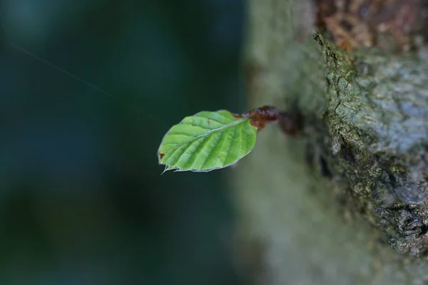 Zelený List Stromě — Stock fotografie