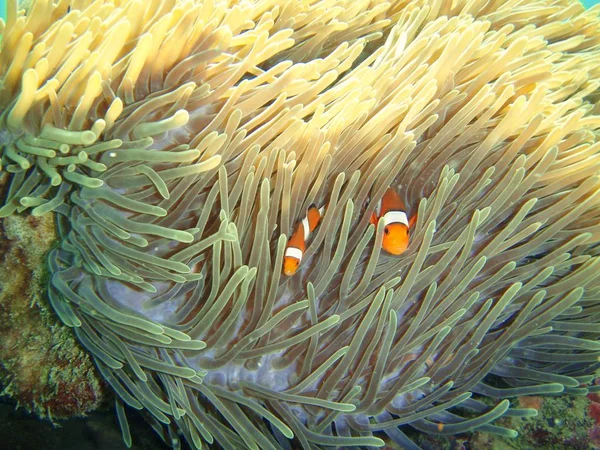 Klown Ryby Morzu Pod Wodą — Zdjęcie stockowe