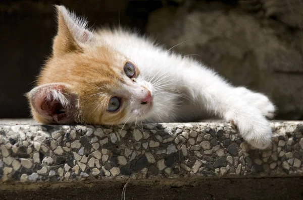 Retrato Lindo Gato — Foto de Stock