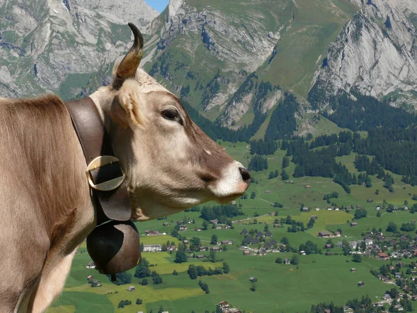 Vache Suisse Avec Cloche — Photo