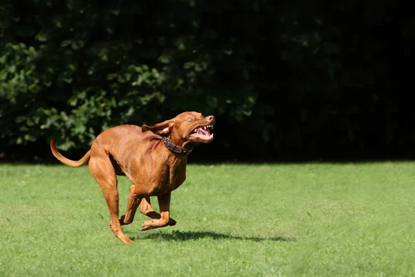 Ritratto Cane Carino — Foto Stock