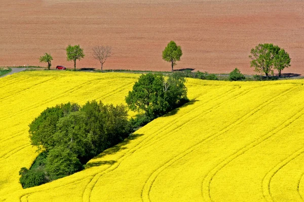 Красный Автомобиль Желтое Поле — стоковое фото