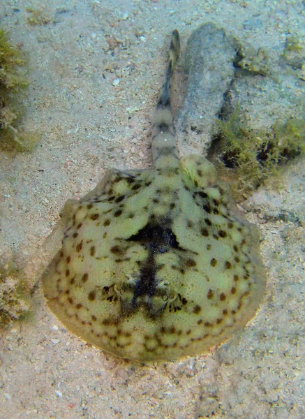 Marine Theme Wallpaper Underwater Shot — Stock Photo, Image