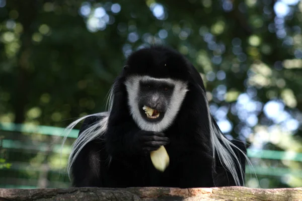 Primates Mono Animales Vida Silvestre — Foto de Stock