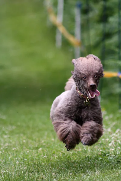 Safkan Kaniş Köpeği Kıvırcık Köpek — Stok fotoğraf