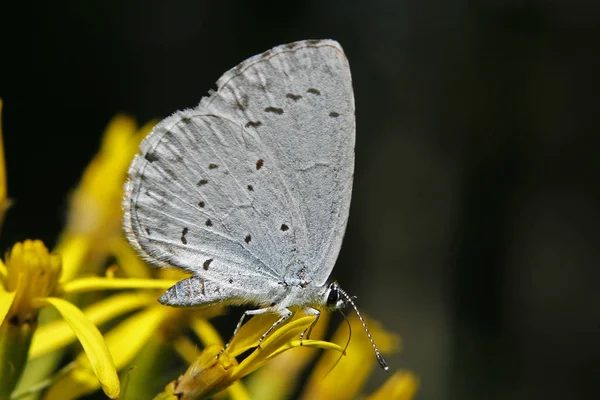 Motyl Kwiatku — Zdjęcie stockowe