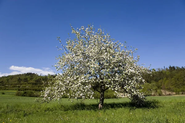 Árvore Cereja Primavera — Fotografia de Stock
