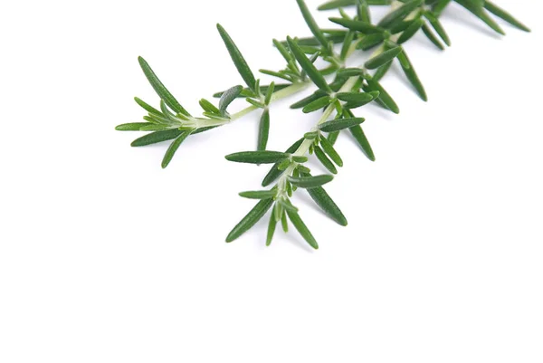 Green Rosemary Herbal Plant Flora — Stock Photo, Image