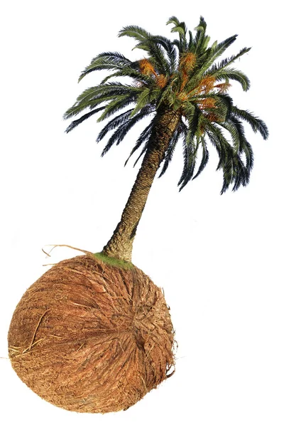 Palme Mit Früchten Isoliert — Stockfoto