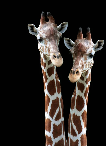 Herbívoro Girafas Animais Selvagens — Fotografia de Stock