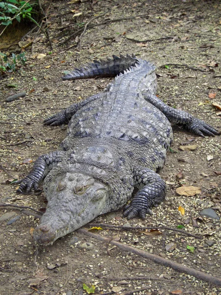 Krokodilalligator Raubtier — Stockfoto