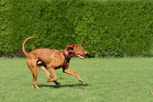 Ritratto Cane Carino — Foto Stock