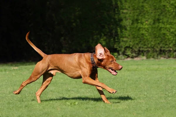 Родезійський Скакалковий Собака Парку — стокове фото