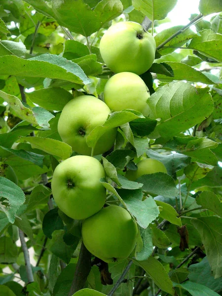 Apfelbaum Naturpflanze Und Blattflora — Stockfoto