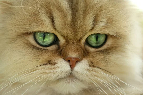 Retrato Gato Bonito — Fotografia de Stock