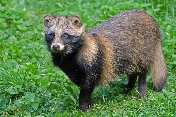 Animal Guaxinim Mamífero Fauna Família Proxionídeos — Fotografia de Stock