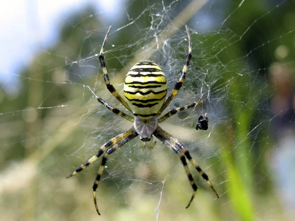 Vista Cerca Los Insectos Naturaleza — Foto de Stock