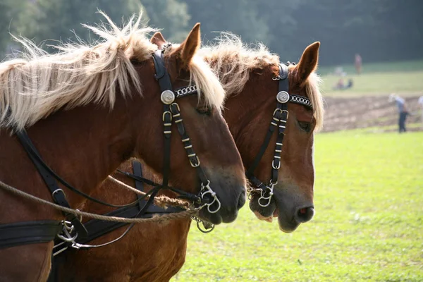 Paarden Overdag Buiten — Stockfoto