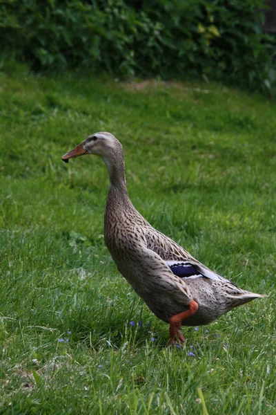 Oiseau Baignade Concept Sauvagerie — Photo