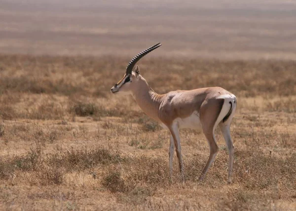 Huftier Der Natur Savannah Gazelle — Stockfoto