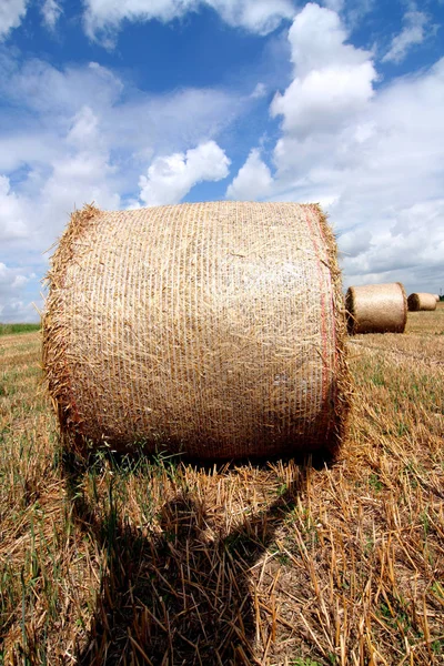 Visão Panorâmica Agricultura Foco Seletivo — Fotografia de Stock
