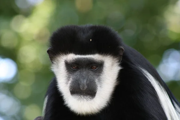 Primates Mono Animales Vida Silvestre —  Fotos de Stock