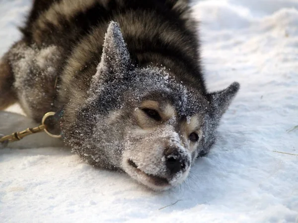 ハスキー犬動物ペット — ストック写真