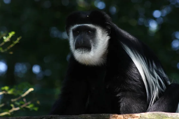 Singe Animal Primate Mammifère — Photo