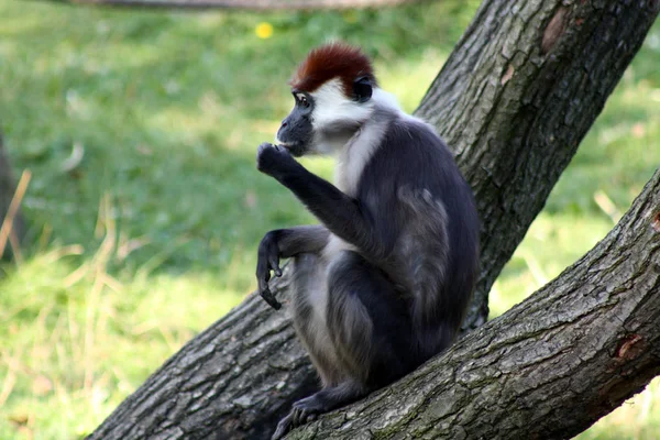 Opice Primát Zvíře Volně Žijící Živočichové — Stock fotografie