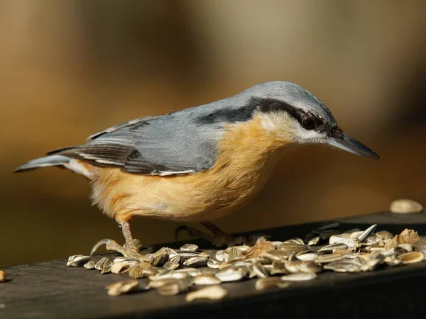 Vista Panorámica Hermoso Pájaro Nuthatch — Foto de Stock