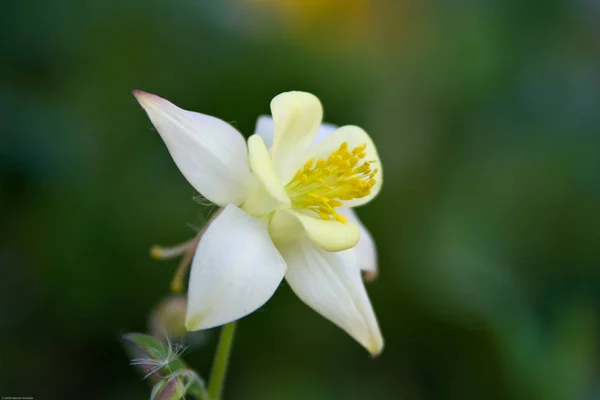 Columbine Pétales Fleurs Bonnet Grannys Columbine — Photo