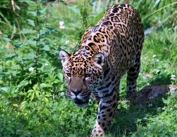 Leopárd Ragadozó Nagy Macska — Stock Fotó