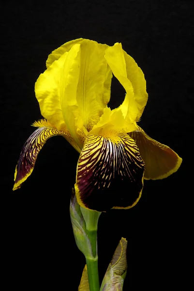 Vue Panoramique Belle Fleur Iris — Photo