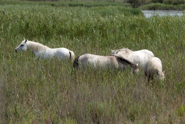 Caballos Aire Libre Durante Día — Foto de Stock