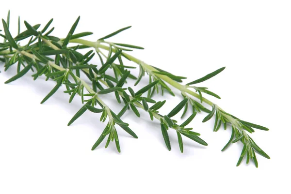 Groene Rozemarijn Kruidenflora — Stockfoto