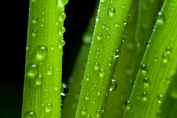 Алоэ Вера Растение Капельками Воды — стоковое фото