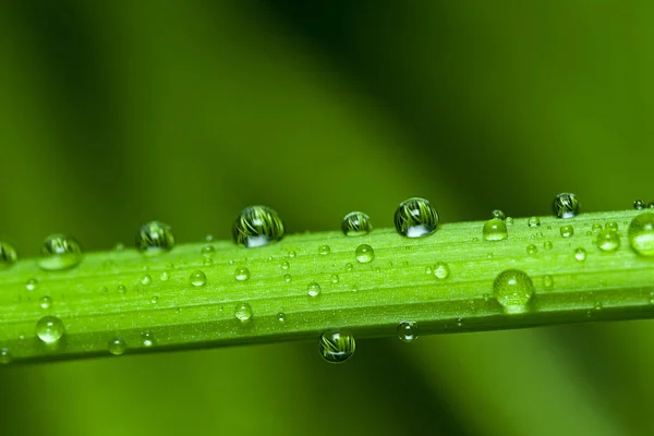 Orvalho Cai Grama Verde — Fotografia de Stock