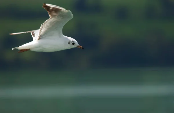 Scenic View Beautiful Cute Gull Bird — Stock Photo, Image